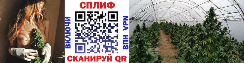 Марихуана семена  Ростов 